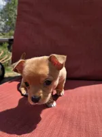 Rolo, a male Chihuahua for sale in Knoxville, TN – Photo 5 of 10