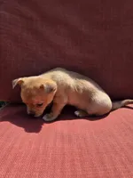 Rolo, a male Chihuahua for sale in Knoxville, TN – Photo 10 of 10