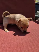 Rolo, a male Chihuahua for sale in Knoxville, TN – Photo 4 of 10