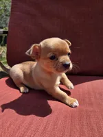 Rolo, a male Chihuahua for sale in Knoxville, TN – Photo 6 of 10