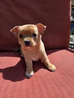 Rolo, a male Chihuahua for sale in Knoxville, TN – Photo 7 of 10