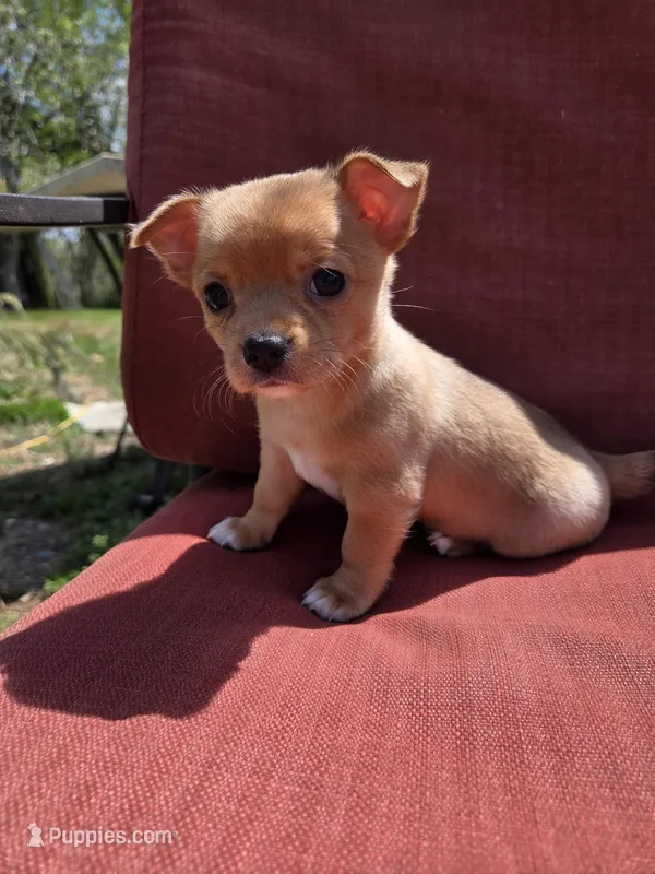 Rolo – Chihuahua puppy for sale in Knoxville, TN