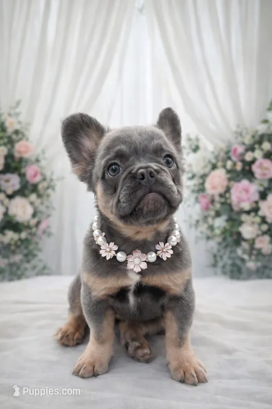 Stella – French Bulldog puppy for sale in North Miami, FL