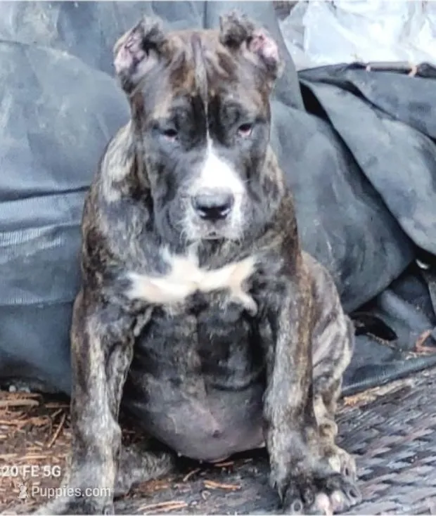 Babs – Perro de Presa Canario puppy for sale in Townsend, DE