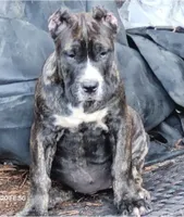 Babs, a male Perro de Presa Canario for sale in Townsend, DE – 1 of 1