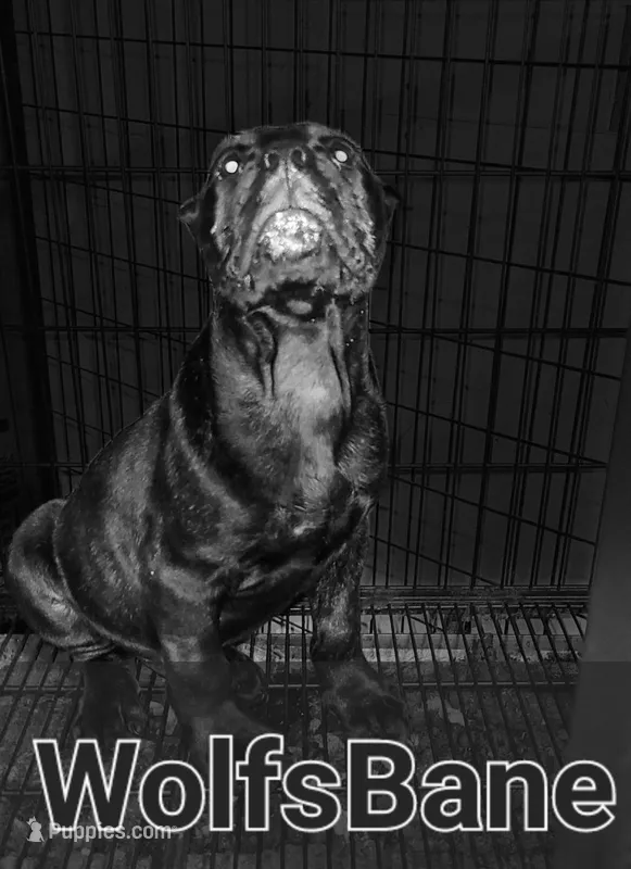 Wolfsbane – Perro de Presa Canario puppy for sale in Townsend, DE