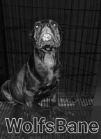 Wolfsbane, a male Perro de Presa Canario for sale in Townsend, DE – 1 of 3
