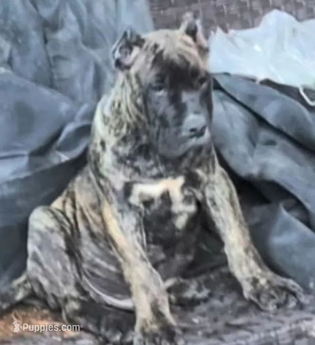 Brunson – Perro de Presa Canario puppy for sale in Townsend, DE