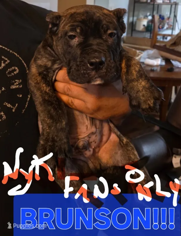 Brunson – Perro de Presa Canario puppy for sale in Townsend, DE