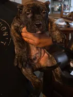 Brunson, a male Perro de Presa Canario for sale in Townsend, DE – 2 of 2
