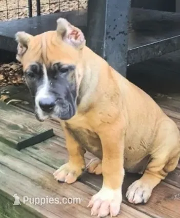 Madonna – Perro de Presa Canario puppy for sale in Townsend, DE