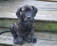 Dolly, a female Perro de Presa Canario for sale in Townsend, DE – 1 of 1