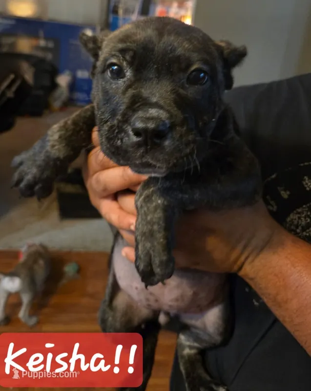 KESHA – Perro de Presa Canario puppy for sale in Townsend, DE