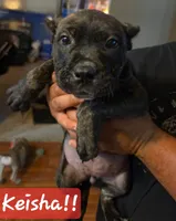 KESHA, a female Perro de Presa Canario for sale in Townsend, DE – 1 of 1