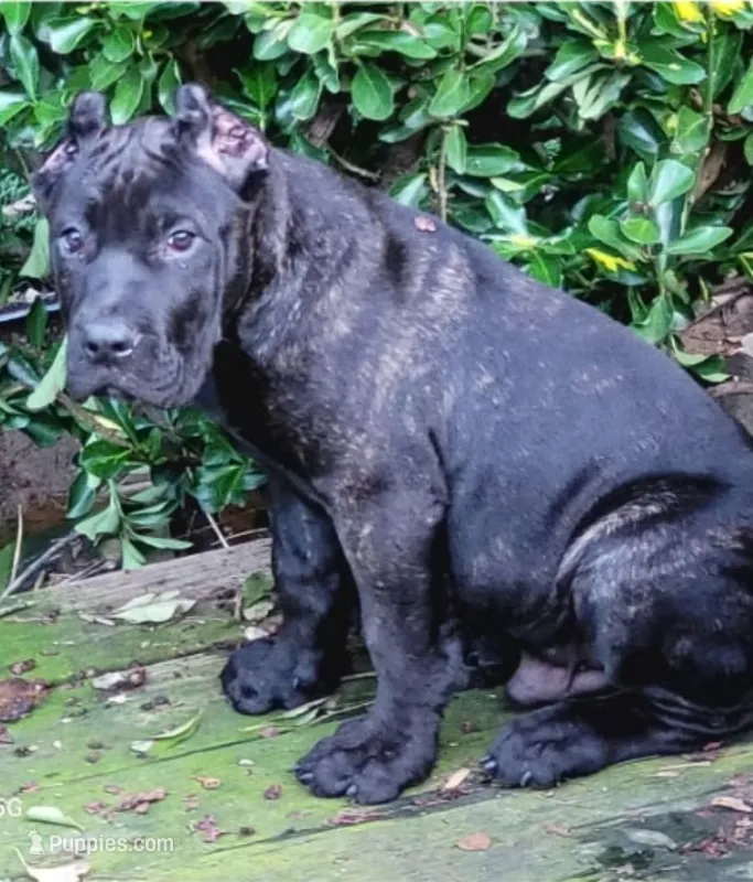 Wolfsbane – Perro de Presa Canario puppy for sale in Townsend, DE