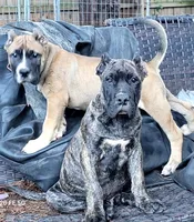 Madonna, a male Perro de Presa Canario for sale in Townsend, DE – 2 of 2