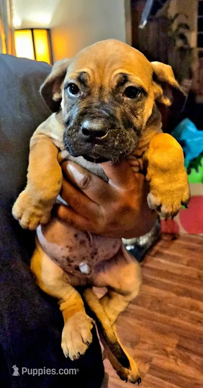 Snoppy – Perro de Presa Canario puppy for sale in Townsend, DE