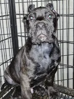 Wolfsbane, a male Perro de Presa Canario for sale in Townsend, DE – 3 of 3