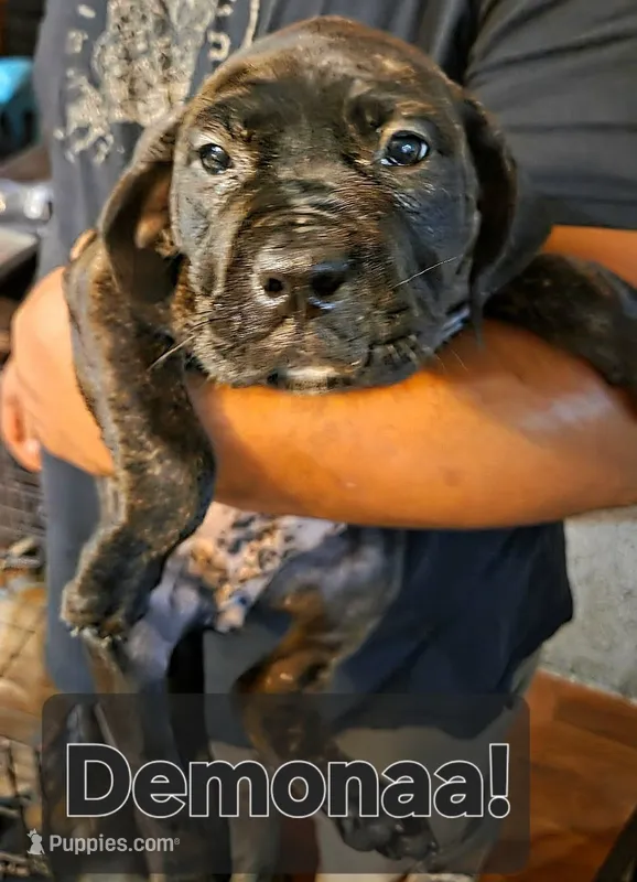DeMona – Perro de Presa Canario puppy for sale in Townsend, DE