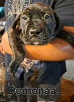 DeMona, a female Perro de Presa Canario for sale in Townsend, DE – 1 of 2