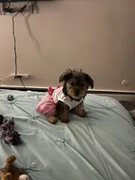 Bella, a female Yorkshire Terrier for sale in Saint Paul, MN – 4 of 5