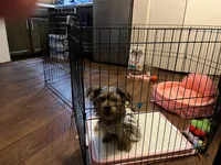 Bella, a female Yorkshire Terrier for sale in Saint Paul, MN – 2 of 5