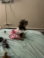 Bella, a female Yorkshire Terrier for sale in Saint Paul, MN – 3 of 5
