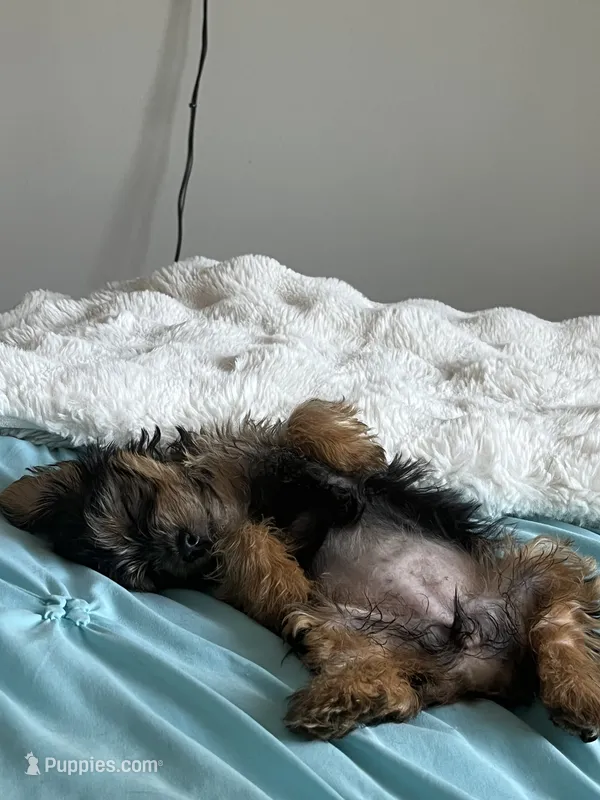 Bella – Yorkshire Terrier puppy for sale in Saint Paul, MN