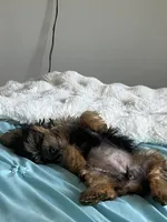 Bella, a female Yorkshire Terrier for sale in Saint Paul, MN – 1 of 5