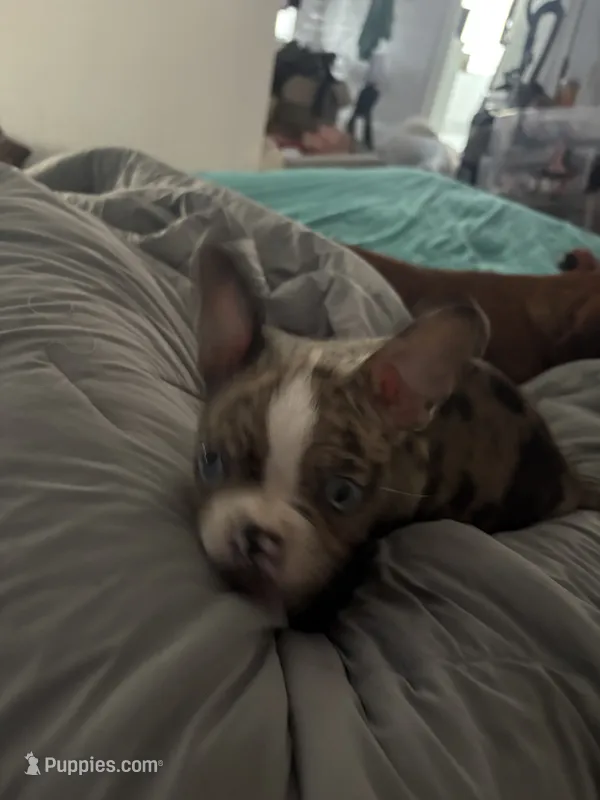 Mila – Boston Terrier puppy for sale in Porterville, CA