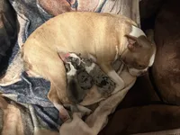 Mila, a female Boston Terrier for sale in Tulare, CA – 2 of 2