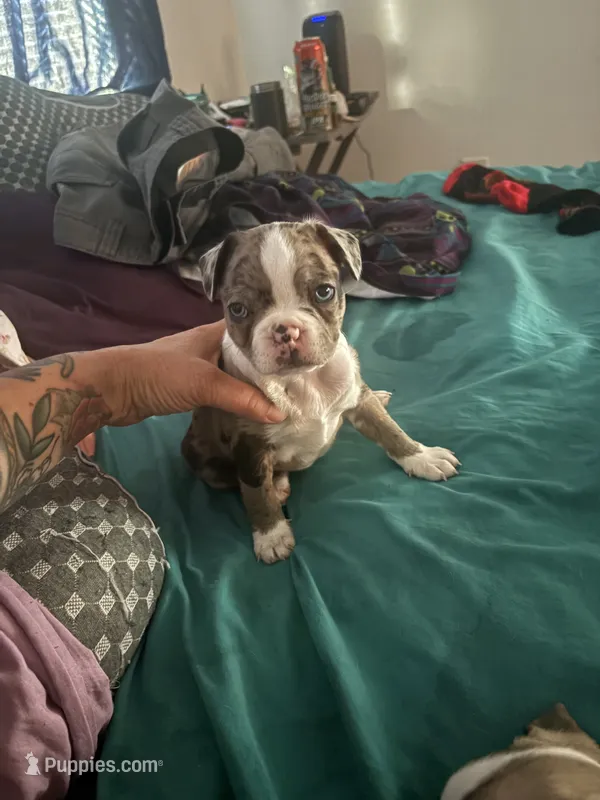 Mila – Boston Terrier puppy for sale in Tulare, CA