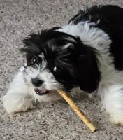 Milo, a male Havapoo for sale in Orlando, FL – 3 of 7