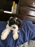 Milo, a male Havapoo for sale in Orlando, FL – 4 of 7