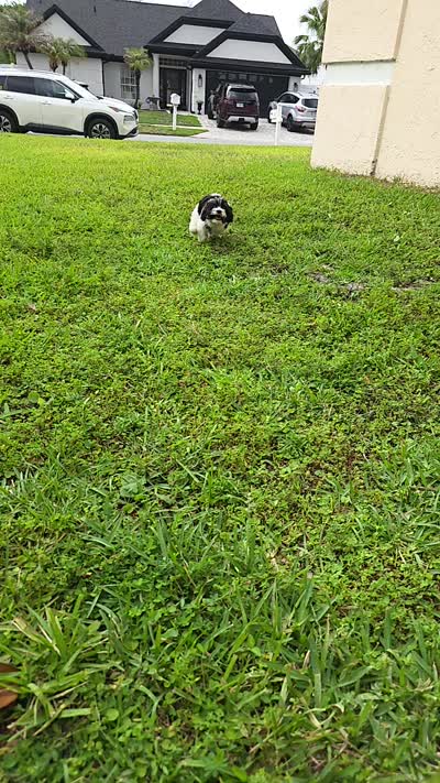 Milo, a male Havapoo for sale in Orlando, FL – 7 of 7