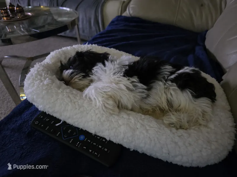 Milo – Havapoo puppy for sale in Orlando, FL