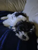 Milo, a male Havapoo for sale in Orlando, FL – 6 of 7