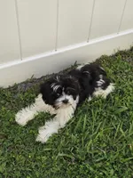 Milo, a male Havapoo for sale in Orlando, FL – 2 of 7