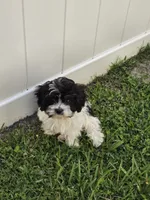 Milo, a male Havapoo for sale in Orlando, FL – 5 of 7