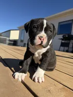 Rocky, a male American Bully for sale in Moriarty, NM – Photo 1 of 5