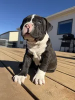 Rocky, a male American Bully for sale in Moriarty, NM – Photo 2 of 5