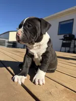 Rocky, a male American Bully for sale in Moriarty, NM – Photo 3 of 5