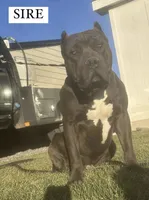 Luna, a female American Bully for sale in Moriarty, NM – Photo 4 of 5