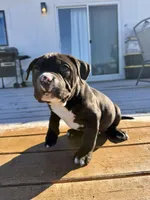 Luna, a female American Bully for sale in Moriarty, NM – Photo 3 of 5
