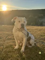 Luna, a female American Bully for sale in Moriarty, NM – Photo 5 of 5