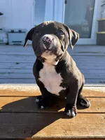 Luna, a female American Bully for sale in Moriarty, NM – Photo 1 of 5