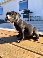 Luna, a female American Bully for sale in Moriarty, NM – Photo 2 of 5