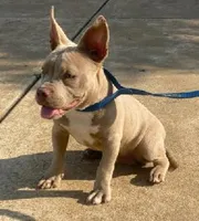 Megan, a female American Bully for sale in Columbus, GA – 7 of 10
