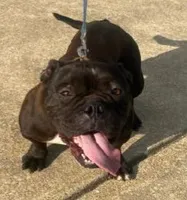 Megan, a female American Bully for sale in Columbus, GA – 4 of 10