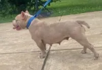 Megan, a female American Bully for sale in Columbus, GA – 5 of 10